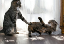 DoD, Anthropic Now Face Legal, Operational Reckoning