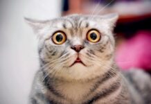 Skin of its Teeth: Mentor-Protégé Joint Venture Survives SDVOSB Status Protest Despite Missing Required Provisions in Joint Venture